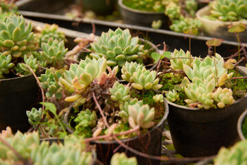 many succulent plants garden, succulent echeveria botanical houseplant, can be used to represent...