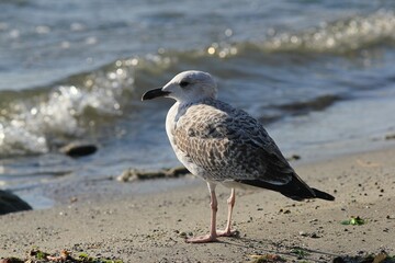Silver gulls on the Black Sea coast in Varna (Bulgaria)
