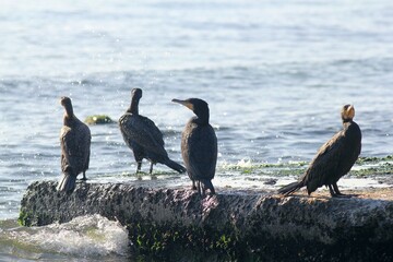 Phalacrocorax carbo cormorants on rocks off the coast in the Black Sea of Varna Bulgaria)
