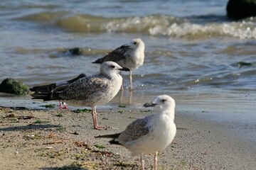 Silver gulls on the Black Sea coast in Varna (Bulgaria)
