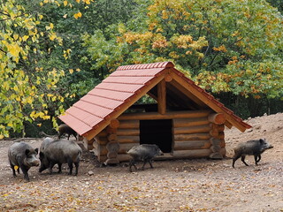 Wurfh&uuml;tte und Wetterschutz f&uuml;r Wildschweine