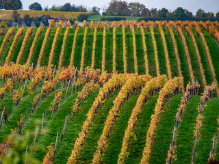 Fototapeta premium Weinberge mit Südhang im Herbst