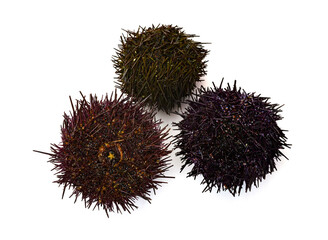 sea urchins in studio