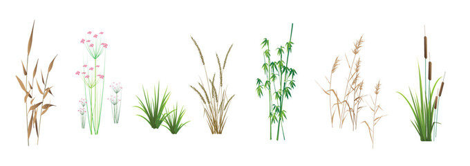 Cattail, reeds, cane, bamboo, butomus, sedge and other marsh grass - a collection of color vector illustrations, isolated on a white background. - obrazy, fototapety, plakaty