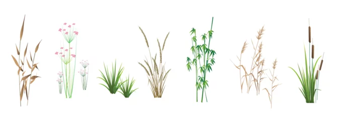 Foto op Canvas Cattail, reeds, cane, bamboo, butomus, sedge and other marsh grass - a collection of color vector illustrations, isolated on a white background. © steadb