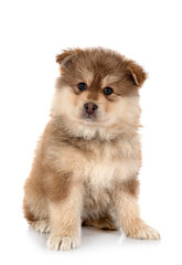 puppy Finnish Lapphund in studio