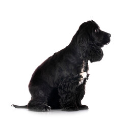 English Cocker Spaniel