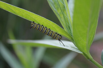 Monarch butterfly Danaus plexippus caterpillar instar on swamp milkweed Asclepias incarnata plant 