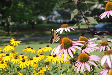 Eastern Tiger Swallowtail Papilio glaucus on purple coneflower Echinacea purpurea, with orange coneflower Rudbeckia fulgida in background