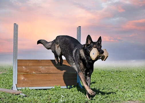 training of german shepherd