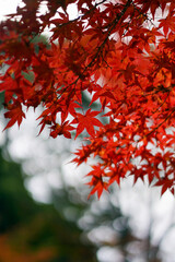 東行庵の紅葉