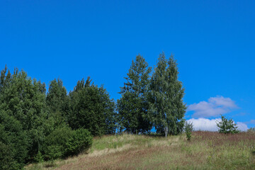 Obraz premium Trees in a field against a bright saturated blue sky.