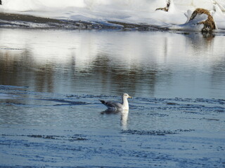 A herring gull swimming in the frigid waters of the Sandy Hook Bay, during the winter season, Monmouth County, New Jersey.