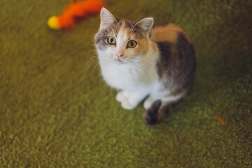 Adorable tabby cat sitting on kitchen floor staring at camera.