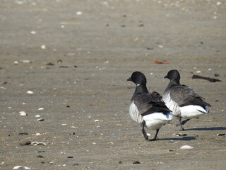 A pair of Atlantic Brant Geese enjoying a beautiful winters day on the beach at the Sandy Hook Bay, in Monmouth County, New Jersey.