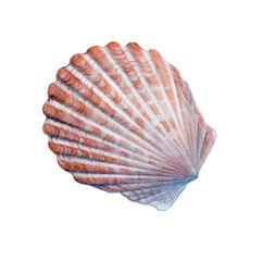 watercolor image of a scallop clam shell
