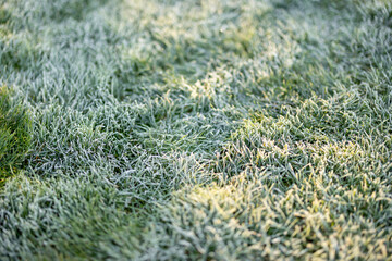 Background close-up image of frozen green grass on sulight