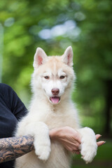 Siberian Husky puppy in the park