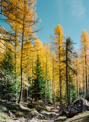 Autumn in Val Venegia - Pale di San Martino, Dolomites - 543026406