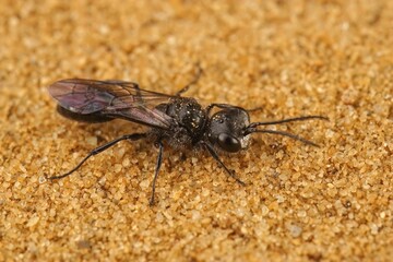 Closeup on a dark black square headed wasp, Pemphredon lugubris