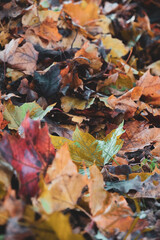 fallen autumn leaves