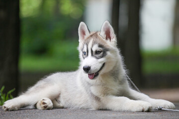 Siberian Husky puppy in the park