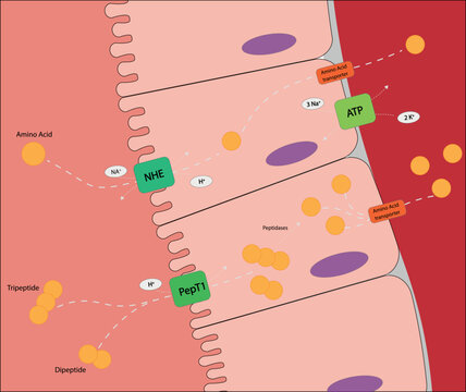 Protein absorption in the small intestine. Diagram of the absorptian metabolism for amino acids.