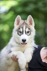 Siberian Husky puppy in the park