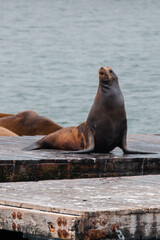 Obraz premium proud sea lion after fighting