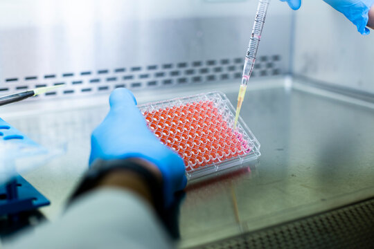 cell culture at the laboratory