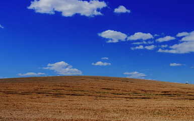 Fototapeta premium A yellow field of harvested wheat against a bright blue sky with a cloud.