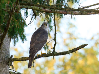 Northern goshawk (Accipiter gentilis)