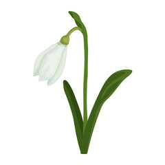 Earlier spring plant, snowdrop flower.Vector graphics.