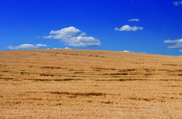 Fototapeta premium Unplowed cereal field and blue sky background.