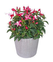 Fuchsia en pot	