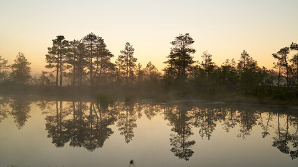 sunrise dawn on the swamp. Reflections of trees in lakes. Sunset, warm light and fog. Viru swamps...