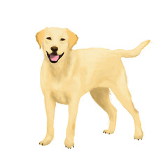 Perro labrador, golden