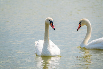 Obraz premium Two Graceful white Swans swimming in the lake, swans in the wild