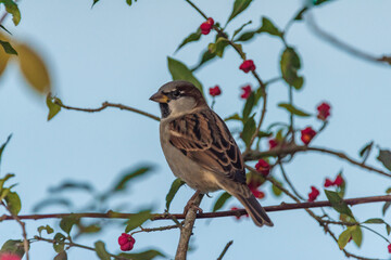 Sparrow bird in autumn sunny color afternoon on nice bush with blooms