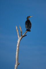 Single cormorant on the top of tall leafless tree on the Norfolk Broads