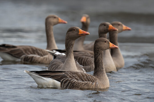 Gaggle of greylag geese swimming on the Norfolk Broads