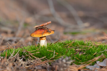 Beautiful mushroom in amazing green moss. Old magic forest mushrooms background.