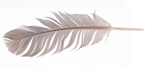 feathers isolated