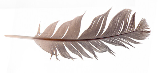 feathers isolated