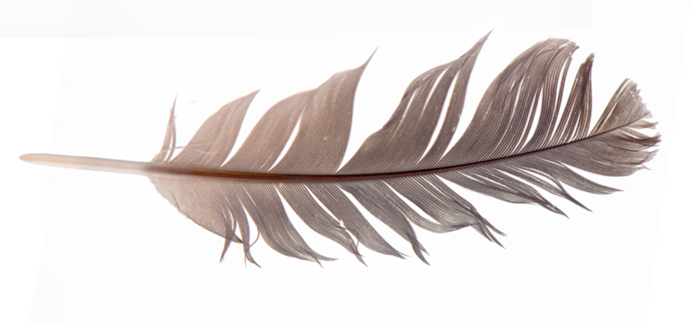 feathers isolated