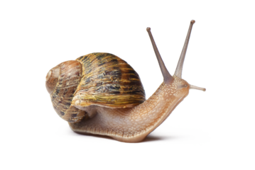 Snail isolated