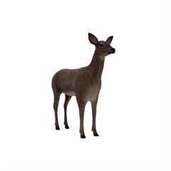 Deer female isolated