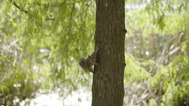 Squirrel standing on a tree while it's looking around. Shot in 120fps 4K