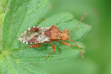 Closeup on the orange colored Rhopalus subrufus plantbug in the garden
