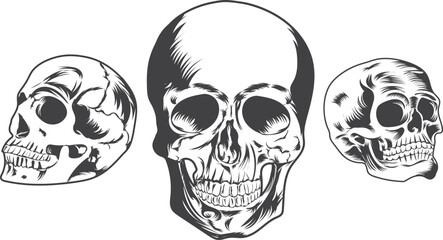 Skull Vector illustration graphic set